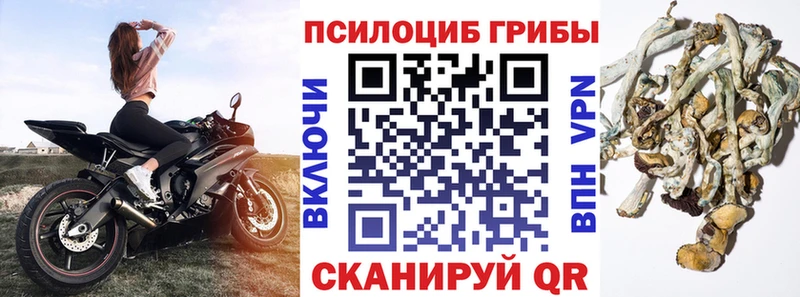 Галлюциногенные грибы Psilocybe  Купить закладки  Полярные Зори 